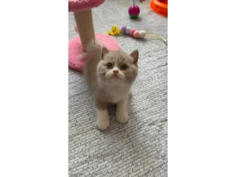 Sevimli fawn bicolor bebek british shorthair
