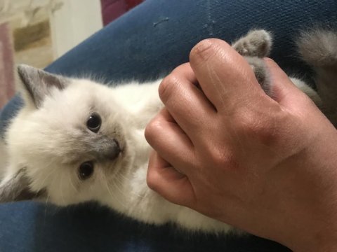 British shorthair blue point