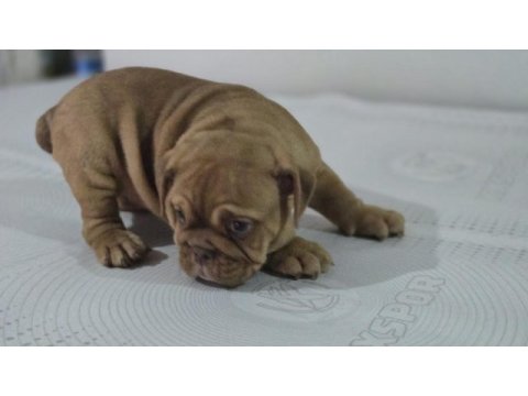 Sevimli ingiliz bulldog egzotik