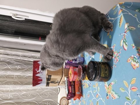 Gri kaplan kısa kulak erkek eş arıyoruz scottish fold