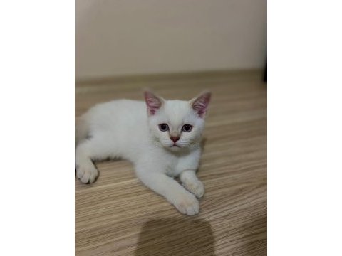 Nisan 21 2023 doğumlu harika bir erkek scottish fold