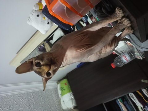 13 aylık kısır erkek sfenks