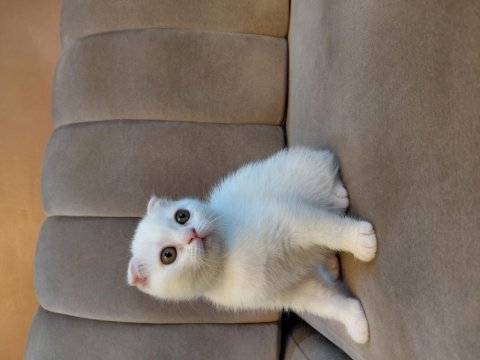 Kar beyaz scottish fold dişi