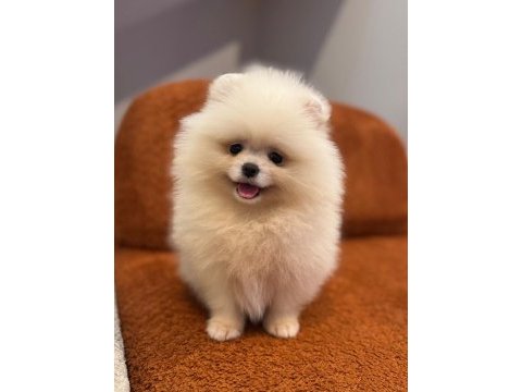Pomeranian boo yavrularımız