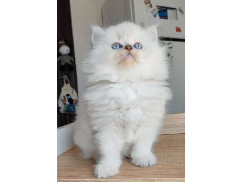 British longhair kedilerim