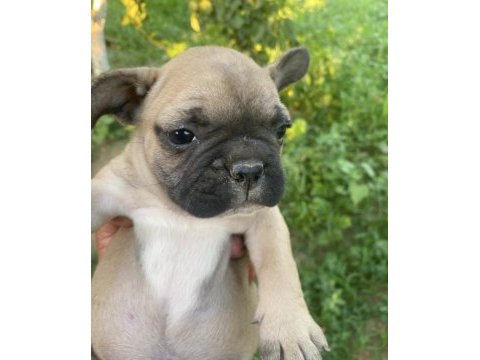 Yavru köpekler sahiplendirilecektir