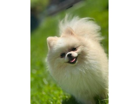 Sağlık ve ırk garantili pomeranian