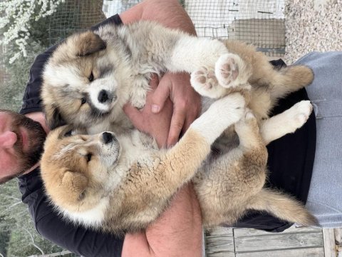 Japon akita bebekler