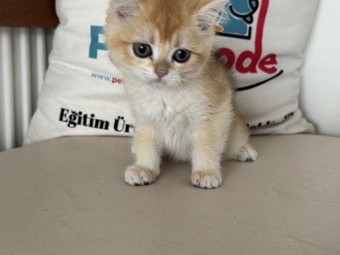 Ankarada ziyarete açık golden british shorthar yavrular