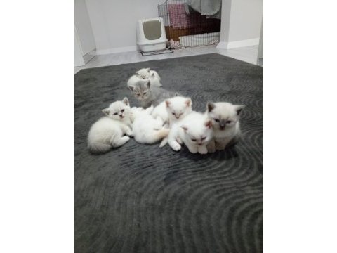 Beyaz safkan british shorthair yavrular