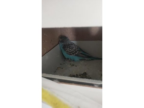 2 çift muhabbet kuşlar
