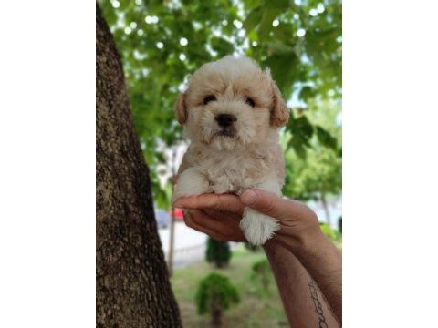 Maltipoo