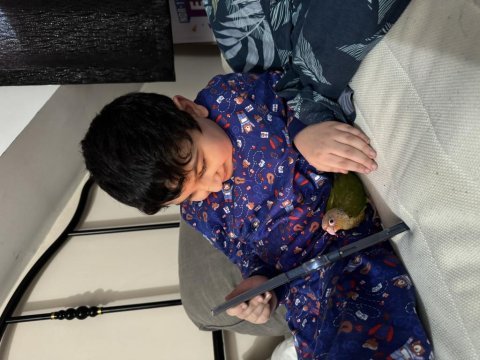 Yavru konur papağanı 45 günlük