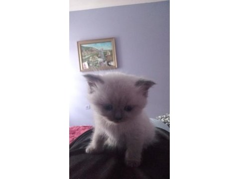 British shorthair blue kedilerim