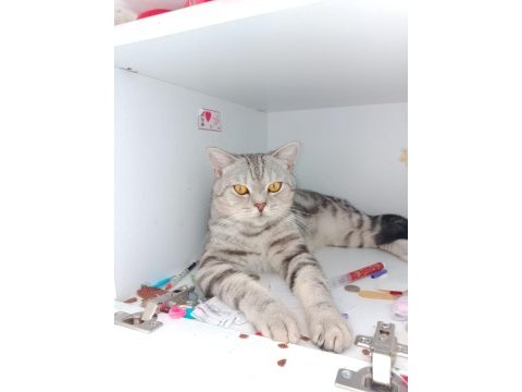 1 buçuk yaşında british shorthair ücretsiz sahiplendirme