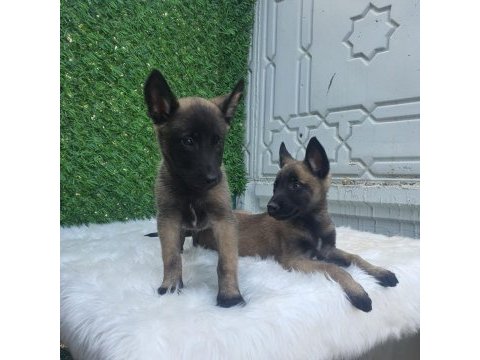 Orjinal safkan belçika kurdu erkek