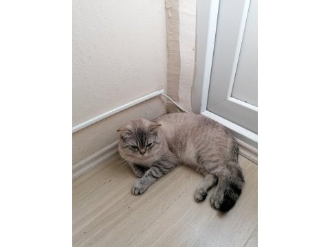 15 aylik erkek kedimizi sahiplendiriyoruz
