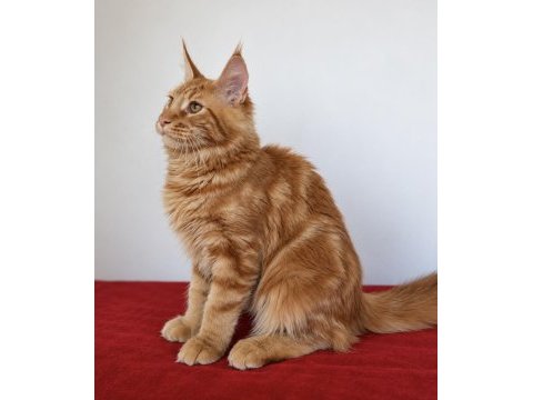 Maine coon red tabby erkek