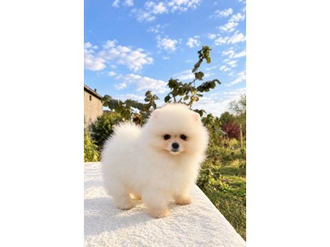 Üst düzey pomeranian boo
