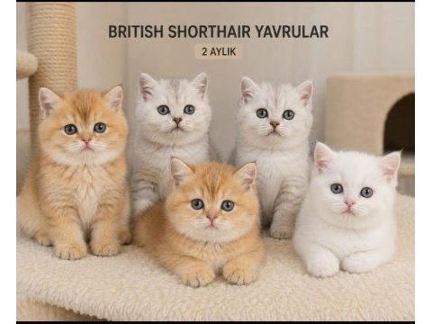 Sağlık garantili british yavrularımız