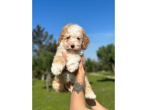 Türkiyenin tek doodle çiftliğinin eşsiz bebekleri