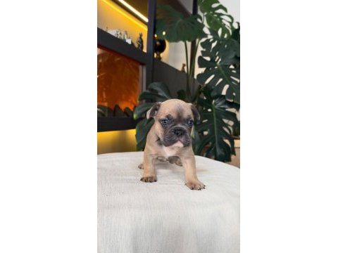 Rezerveye açık egzotik french bulldog safkan yavrularım
