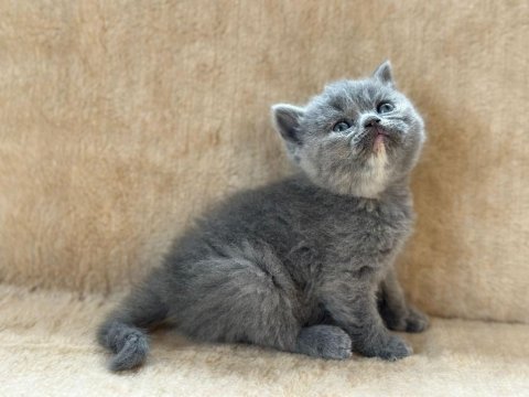 Eşsiz güzellikte blue british shorthair