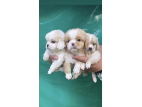 Eğitimli evraklı bebekyüz mini pekinez bebekleri