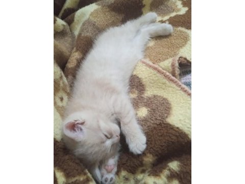 Scottish fold ve scottish straight