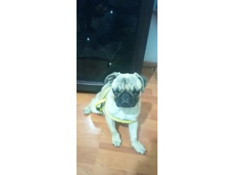 5 aylık pug