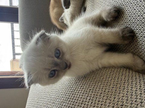 Scottish fold blue point