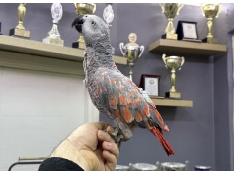 Koleksiyonluk full evcil üst düzey konuşan red faktör jako