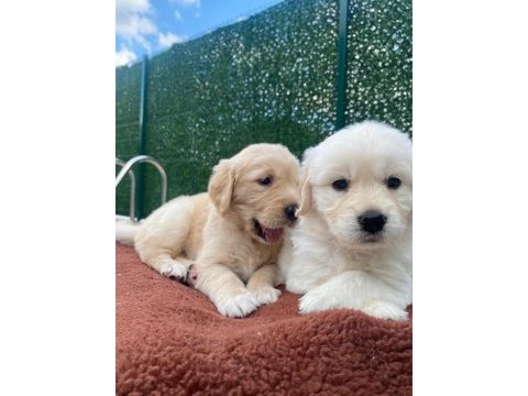 Dişi golden retriever bebekler