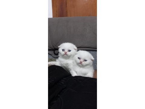 Scottish fold bebeklerim yeni yuvasını arıyorum
