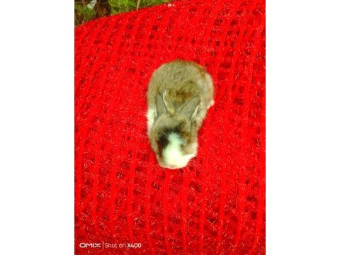 Mini lop tavşan yavrular