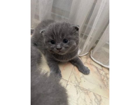 Scottish fold 1,5 aylık dişi