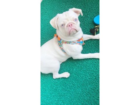 Beyaz albino 6 aylık karneli aşılı pug
