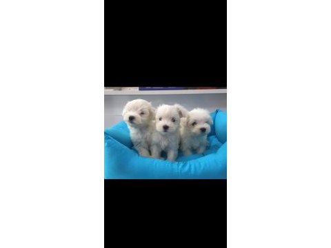 Teacup maltese terrier yavrular