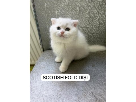 Süt beyaz scottish fold prenses hazır