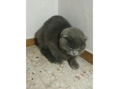 Ücretsiz sahiplendirilecek scottish fold kedimiz
