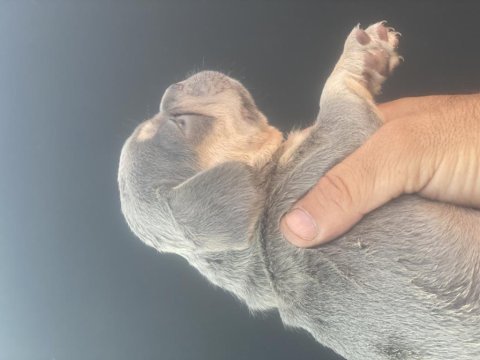 İzmirden lilact an french bulldog dişi yavrumuz