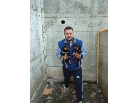 Rottweiler yavrular