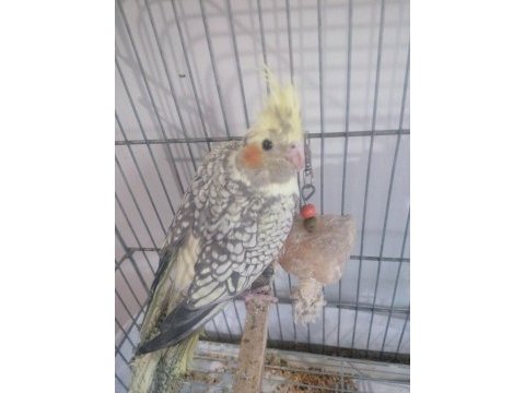 2 aylık sultan papağanı (açıklamayı lütfen okuyun)