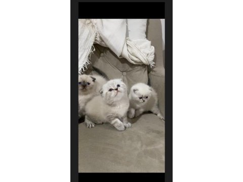 Safkan ayı surat mavi göz kedilerimiz