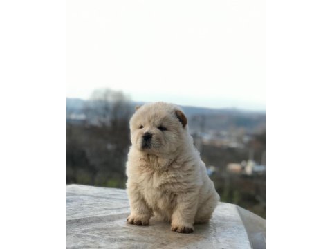 Ayı surat chow chow çin aslanı
