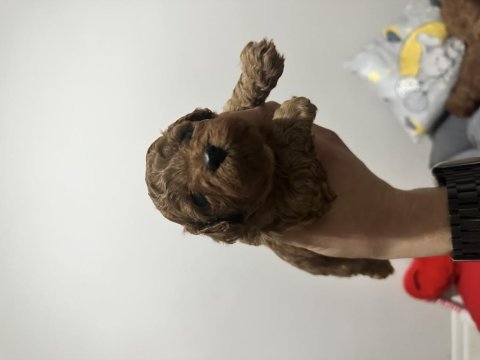 Red toy poodle bebeklerimiz mükemmel ötesi.