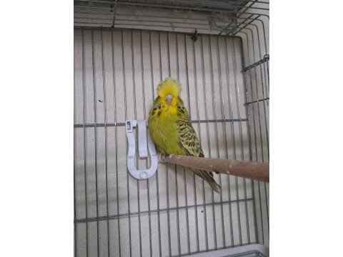 Yavru dişi show jumbo muhabbet kuşları