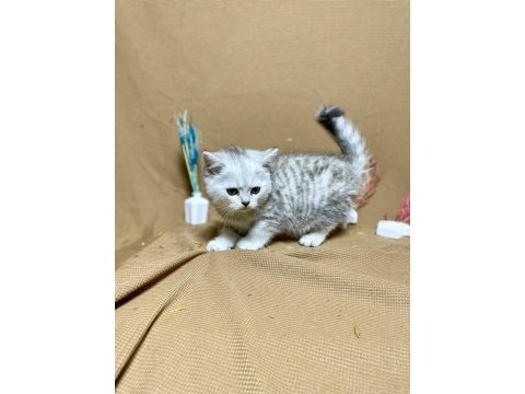 Safkan oyuncu silver british shorthair yavrumuz