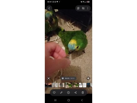 Full evcil bebek amazon papağanı blue frond