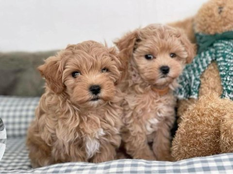 Maltipoo kg garantili yavrularımız